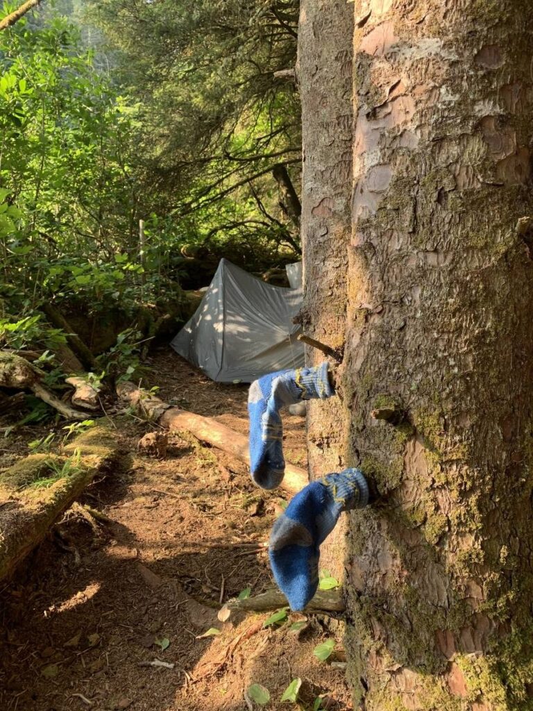 Two hiking socks drying on a tree in the sun